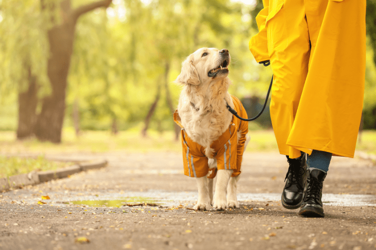 犬の散歩.png